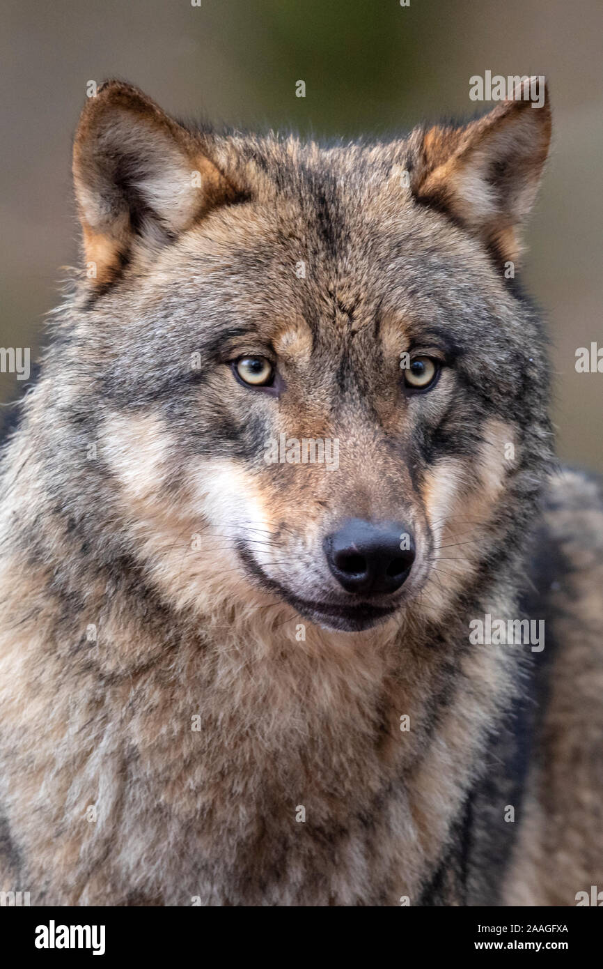 Wolf,/Canis lupus), Portraet, Tierwelt, Finnland, Stockfoto