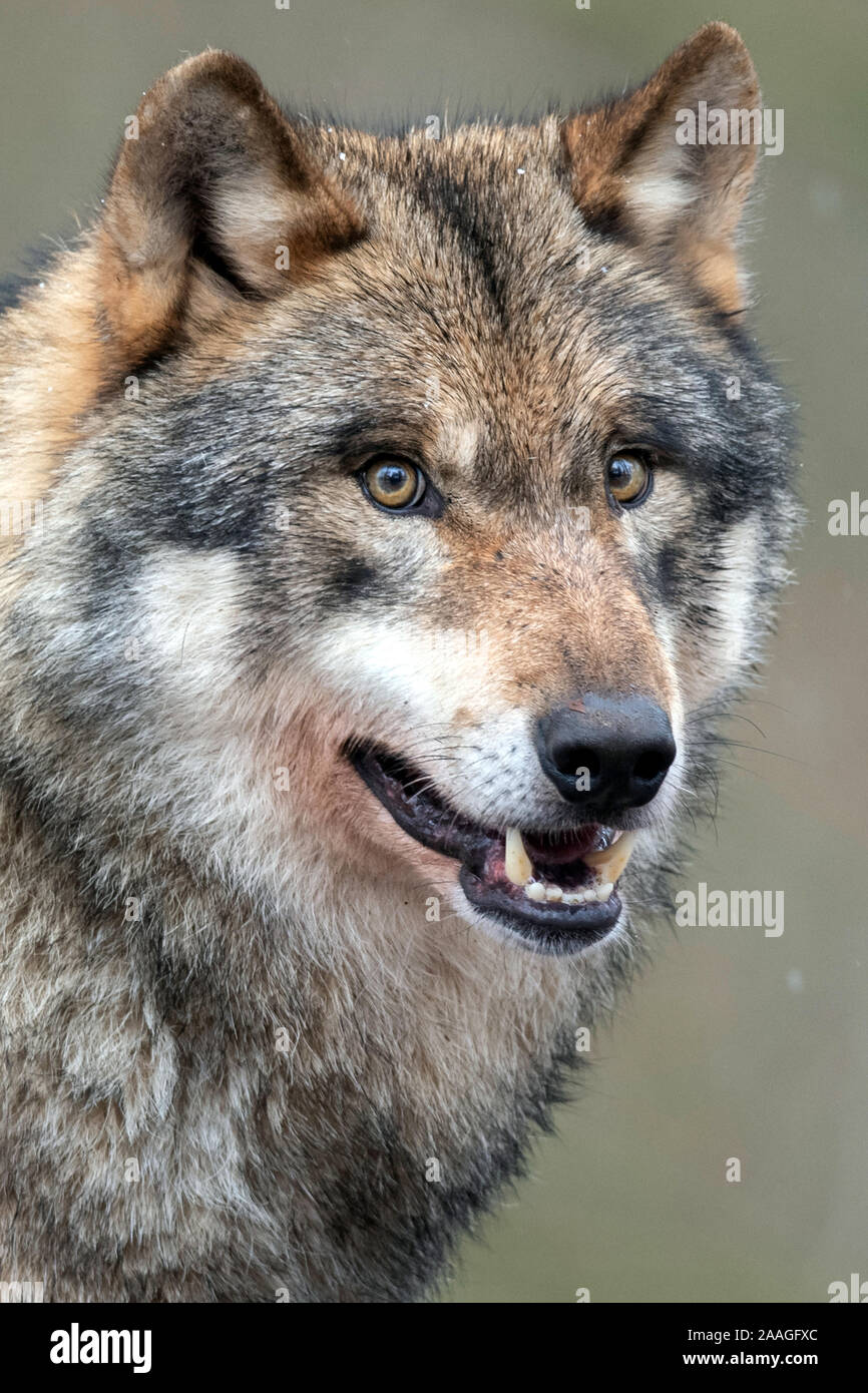 Wolf, Portraet, (Canis lupus), Stockfoto