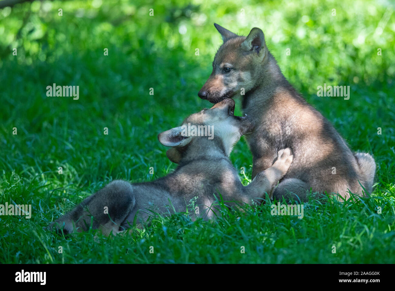 Spielende Jungwoelfe, (Canis lupus), Stockfoto