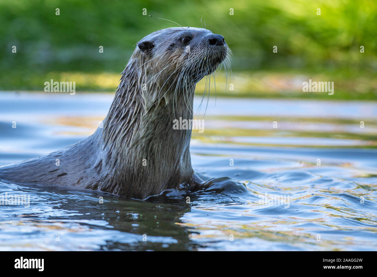 Fischotter (Lutra lutra), Stockfoto