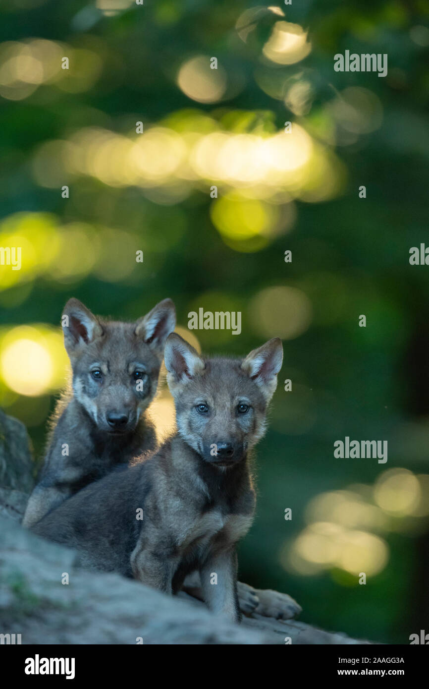 Zwei junge Woelfe, (Canis lupus), Stockfoto