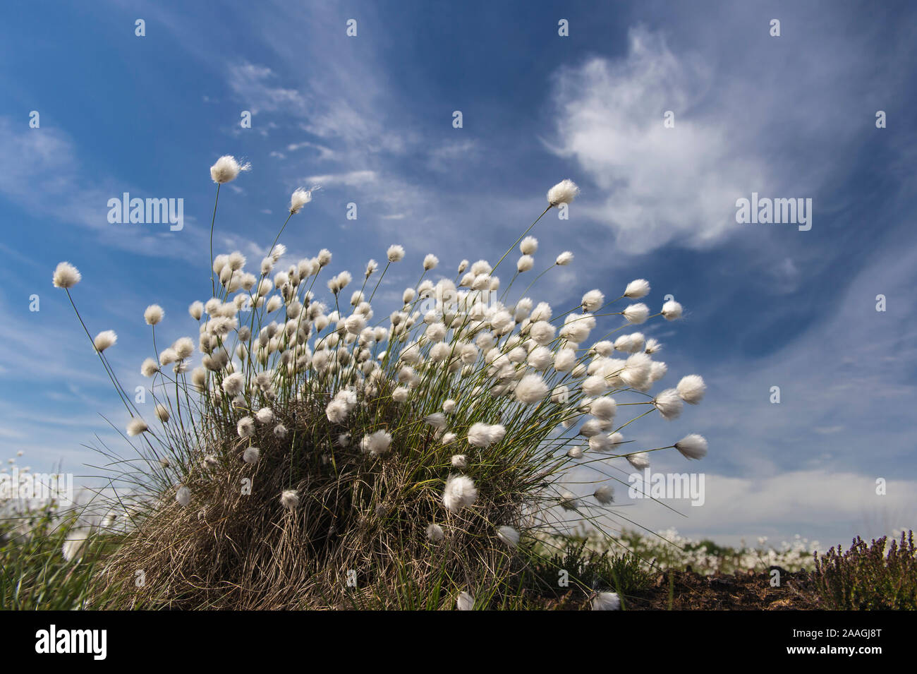 Wollgras im Moor, Eriphorum vaginatum, Stockfoto