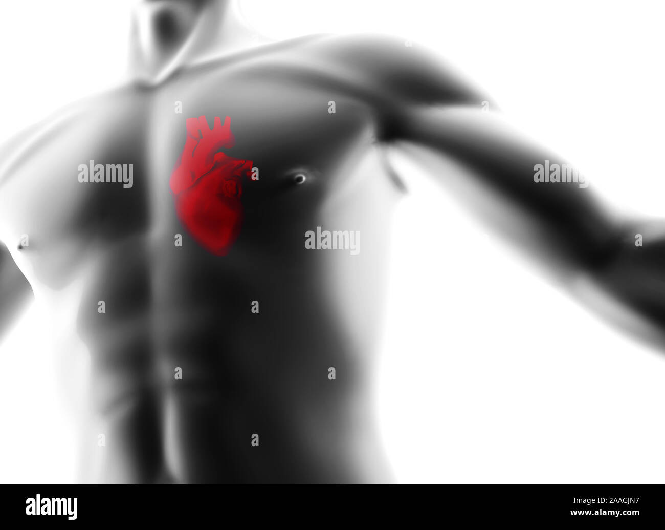 Menschliche Körper - Körper - isoliert Modell - 3D-Rendering Stockfoto