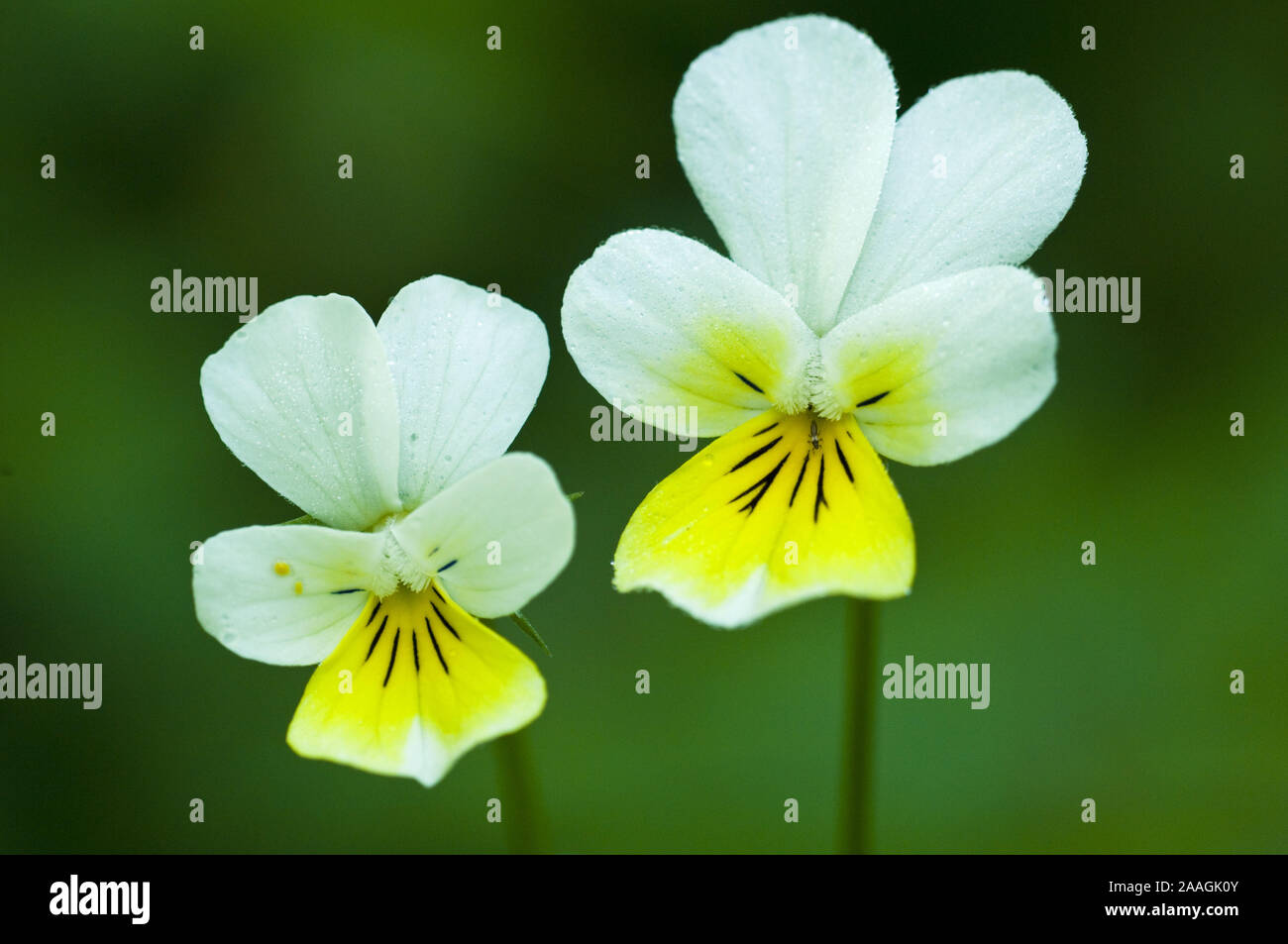 Acker-Stiefm' tterchen (Viola arvensis), Bl'hend, Feld Stiefmütterchen, Bl'te, Blume, Farbe, gelb, Weifl, im Tau Stockfoto