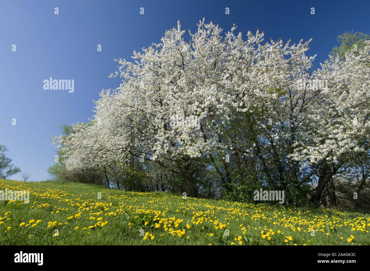 Bl' hende Kirschenb‰ume am Rande eine Fr'hlingswiese, Kirsche, Lˆwenzahn, gr'n, Butterblume, Blume, Strauch, Hecke, blauer Himmel, 10 Bl', Bl'te, Fr hl Stockfoto