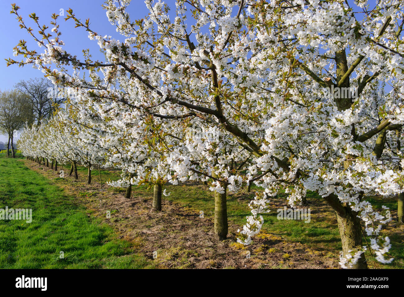 Bluehende Obstbaeume Stockfoto