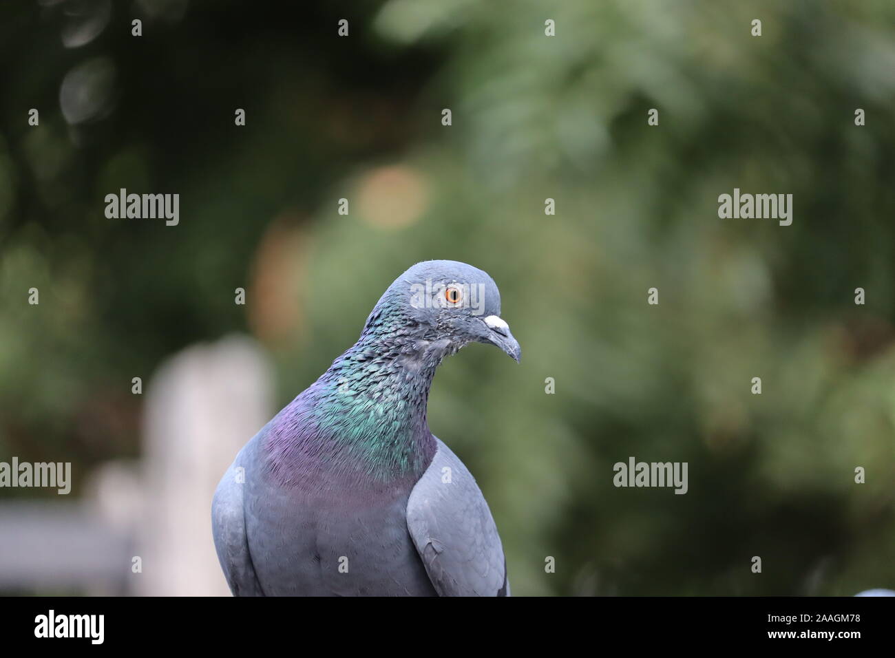 Vorderansicht des Gesicht von Rock Pigeon von Angesicht zu Angesicht. Rock Tauben Menge Straßen und öffentlichen Plätzen, Leben auf weggeworfene Lebensmittel und Angebote von vogelfutter. Stockfoto