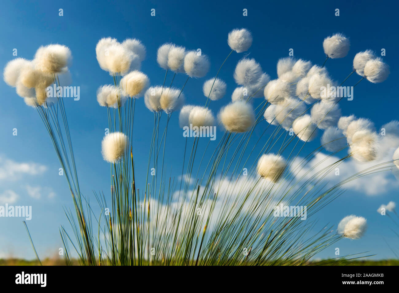 Moor-Wollgras, Scheidiges Wollgras (Eriophorum vaginatum), Stockfoto