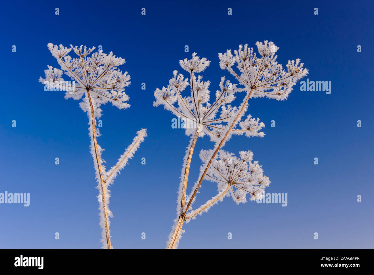 Rainfarn im Winter, (Chrysanthemun vulgare), Stockfoto