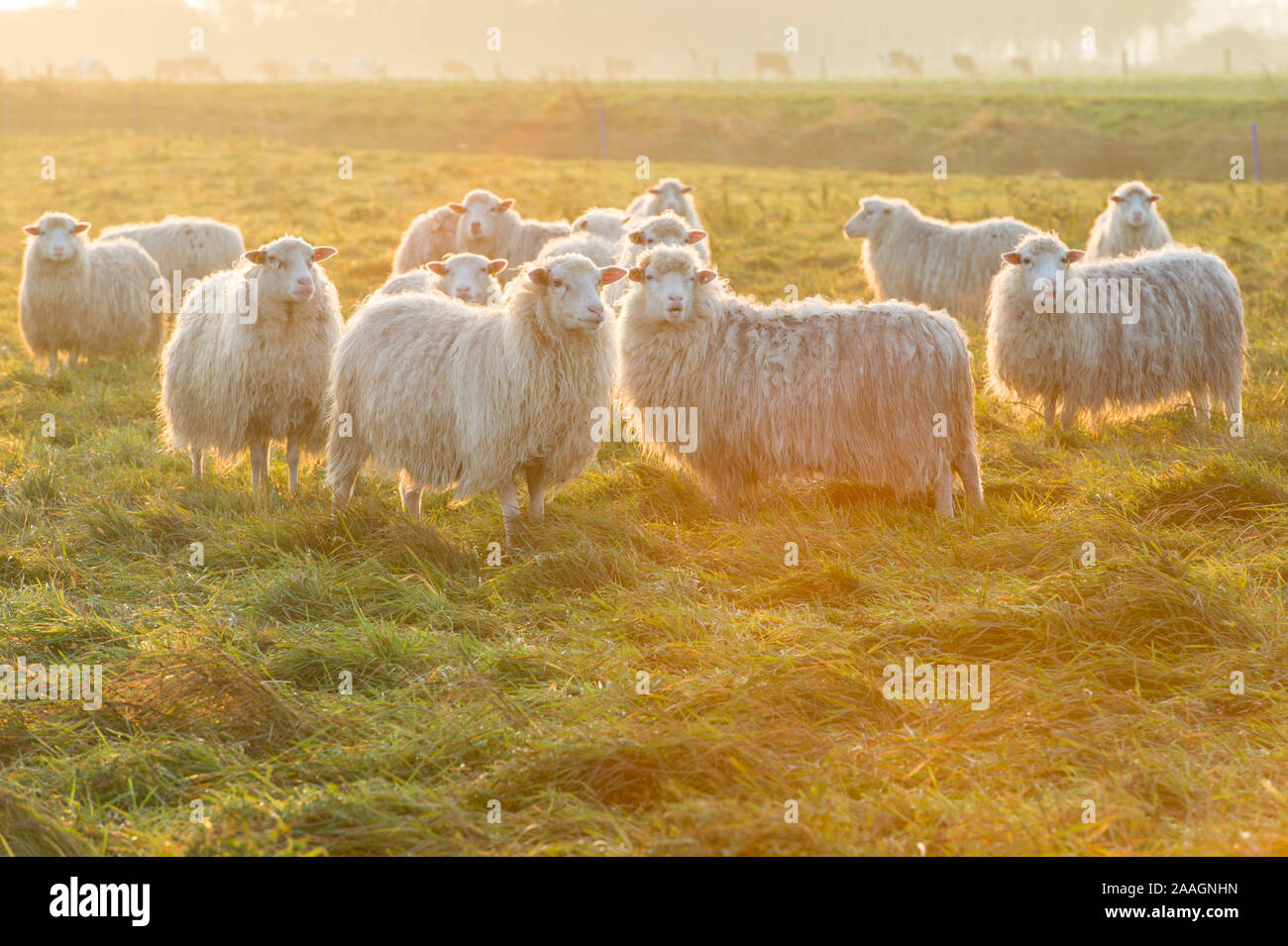 Hausschaf, Schafe im Gegenlicht bei Sonnenaufgang, Stockfoto