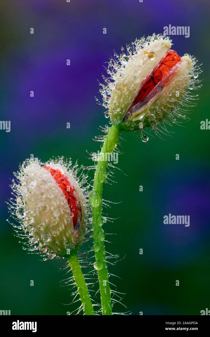 Klatschmohn (Papaver rhoeas) mit Tautropfen, rot, Bl'te, aufbrechende Bl'te, Wegrand, Pflanze, Wasser, Tropfen, Farbe *** Local Caption *** Stockfoto