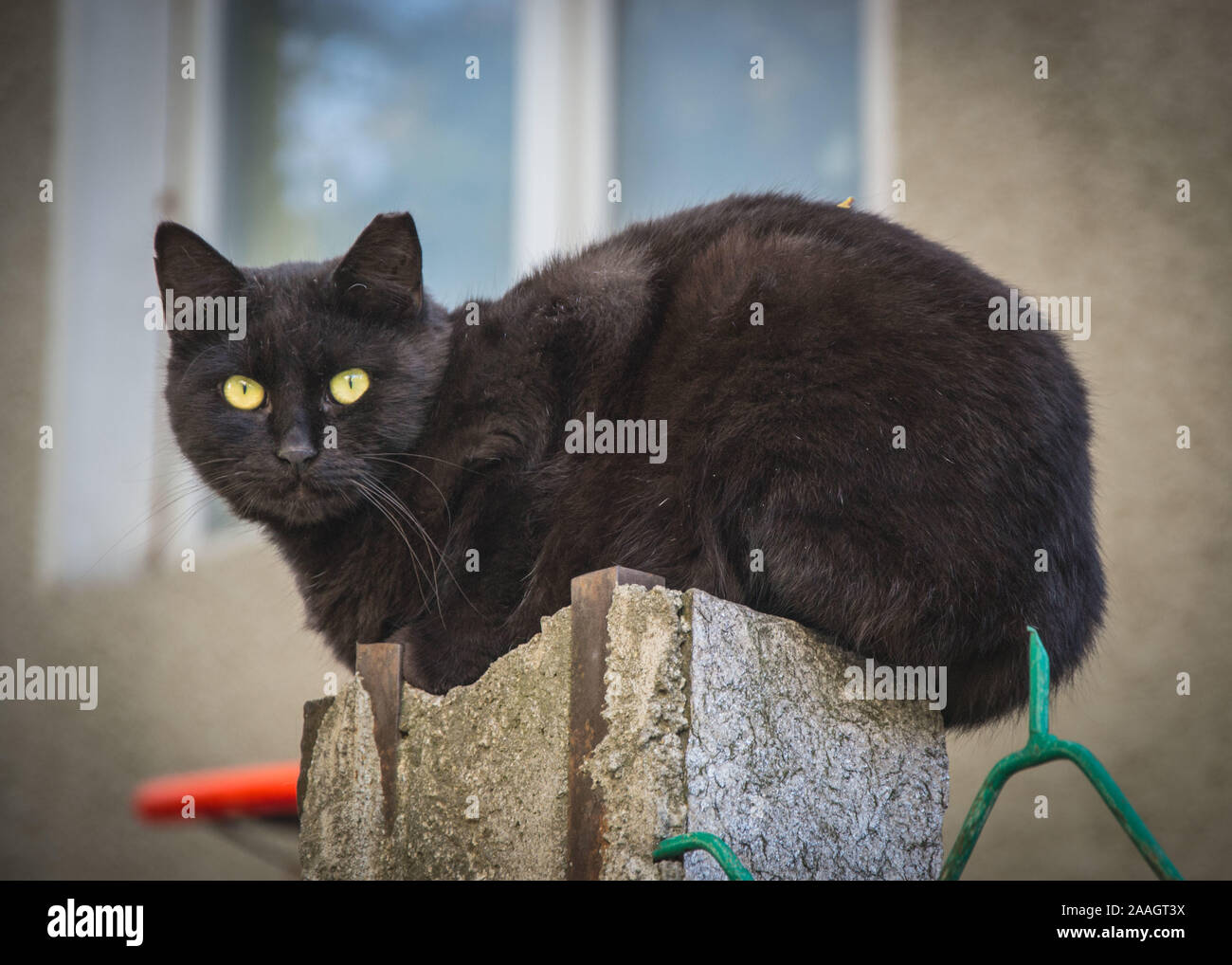 Schöne schwarze Katze sitzt auf einem Zaun eines Hauses, Beobachten Stockfoto