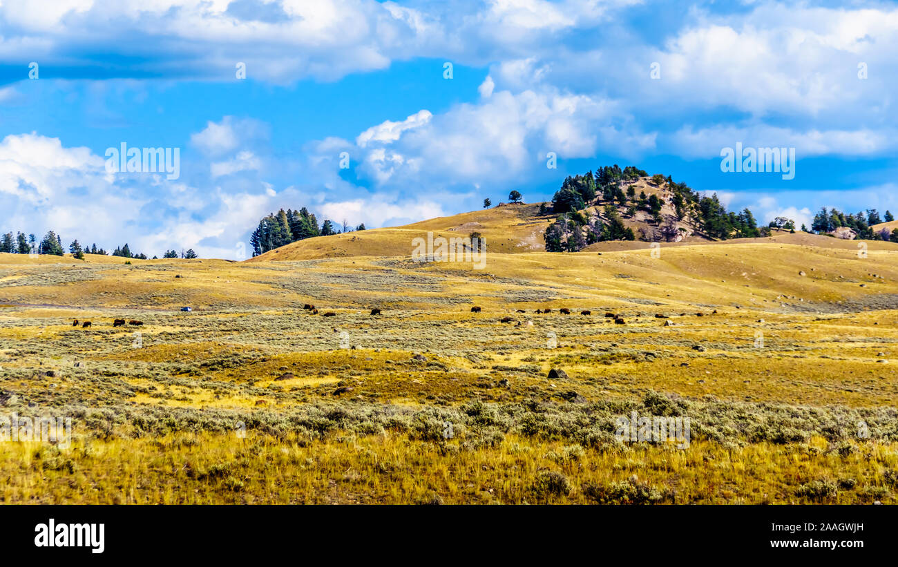 Die Wiesen und Berge vom Grand Loop Road zwischen Canyon Village und Tower Junction in Yellowstone National Park, Wyoming, USA Stockfoto