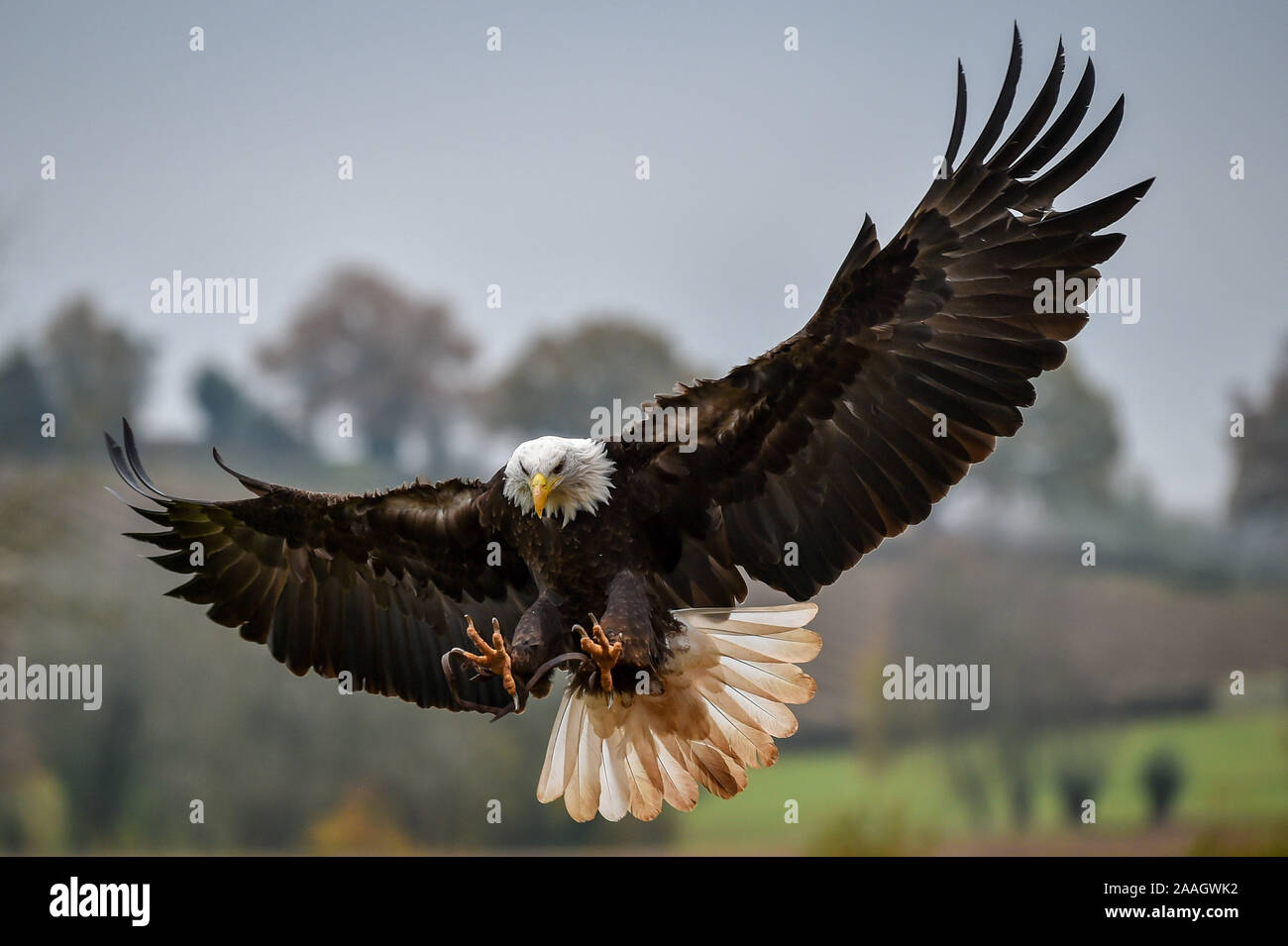Ein Weißkopfseeadler bereitet während einer Anzeige Flug während einer Anzeige Flug am Internationalen Zentrum für Greifvögel, Newent, Gloucestershire, wo Sie auf Projekte rund um die Welt helfen zu schützen und viele der am meisten gefährdeten Arten Raubvögel speichern Arbeiten zu landen. Ihr Fokus liegt Geier. Stockfoto