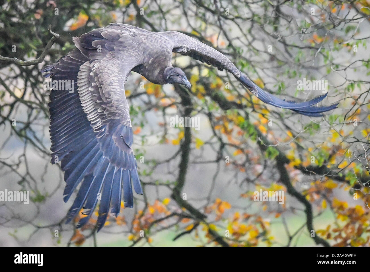 Ein jugendlicher Andean Condor fliegt von einem Baum bei einem im Internationalen Zentrum für Raubvögel, Newent, Gloucestershire, wo Sie auf Projekte rund um die Welt helfen zu schützen und viele der am meisten gefährdeten Arten Raubvögel speichern Arbeiten. Ihr Fokus liegt Geier. Stockfoto