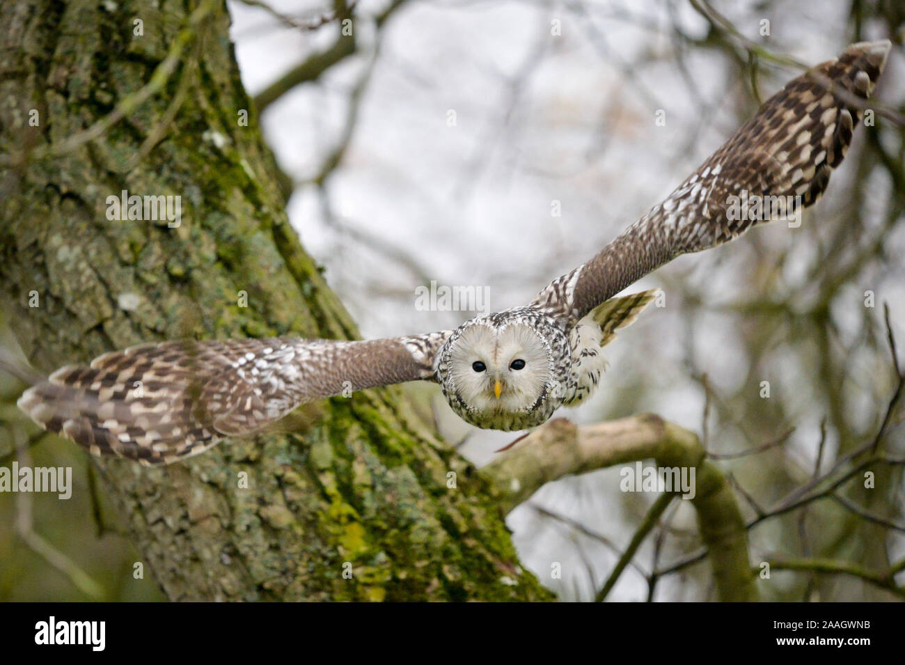 Eine Ural owl während einer Anzeige Flug am Internationalen Zentrum für Greifvögel, Newent, Gloucestershire, wo Sie auf Projekte rund um die Welt helfen zu schützen und viele der am meisten gefährdeten Arten Raubvögel speichern Arbeiten. Ihr Fokus liegt Geier. Stockfoto