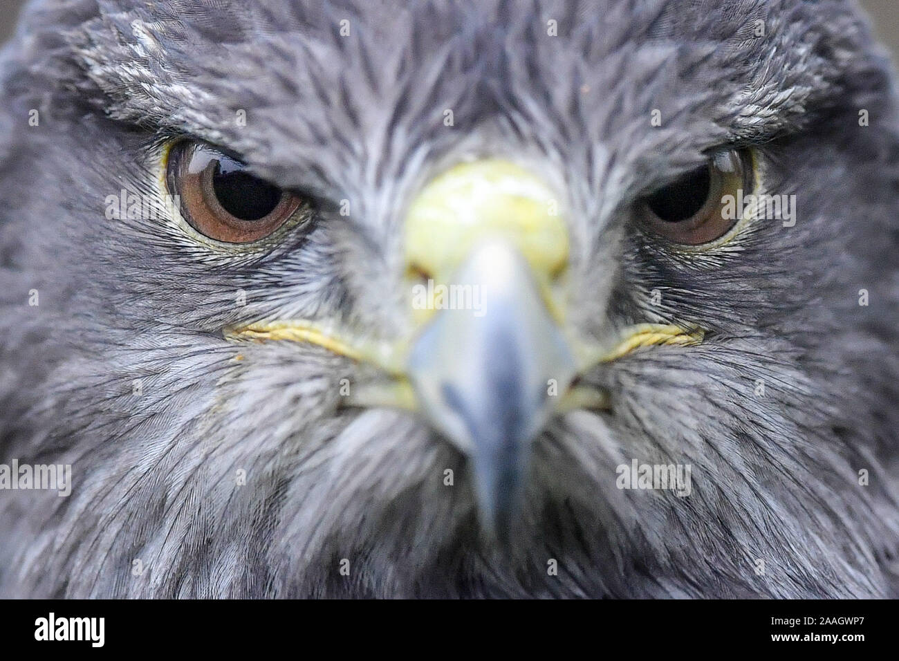 Ein chilenischer Blue Eagle am Internationalen Zentrum für Raubvögel, Newent, Gloucestershire, wo Sie auf Projekte rund um die Welt helfen zu schützen und viele der am meisten gefährdeten Arten Raubvögel speichern Arbeiten. Ihr Fokus liegt Geier. Stockfoto