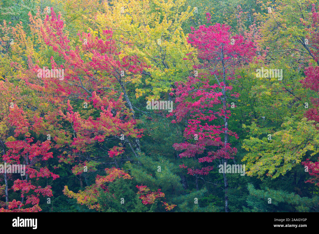 Red Pine und Ahorn, Eagle Lake, Acadia National Park, Bar Harbor, Maine Stockfoto