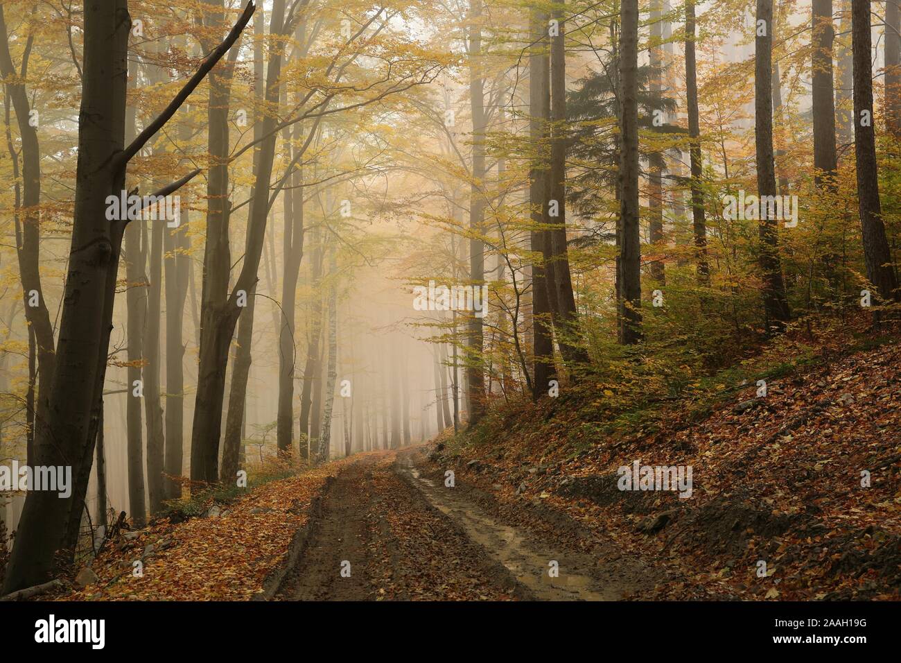 Weg durch die Buchenwälder auf einem nebligen Herbstwetter. Stockfoto