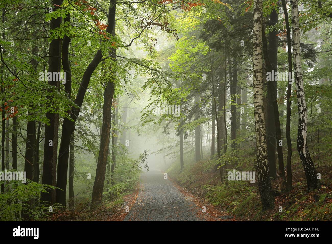 Wald Weg auf einem nebligen, verregneten Wetter im frühen Herbst. Stockfoto