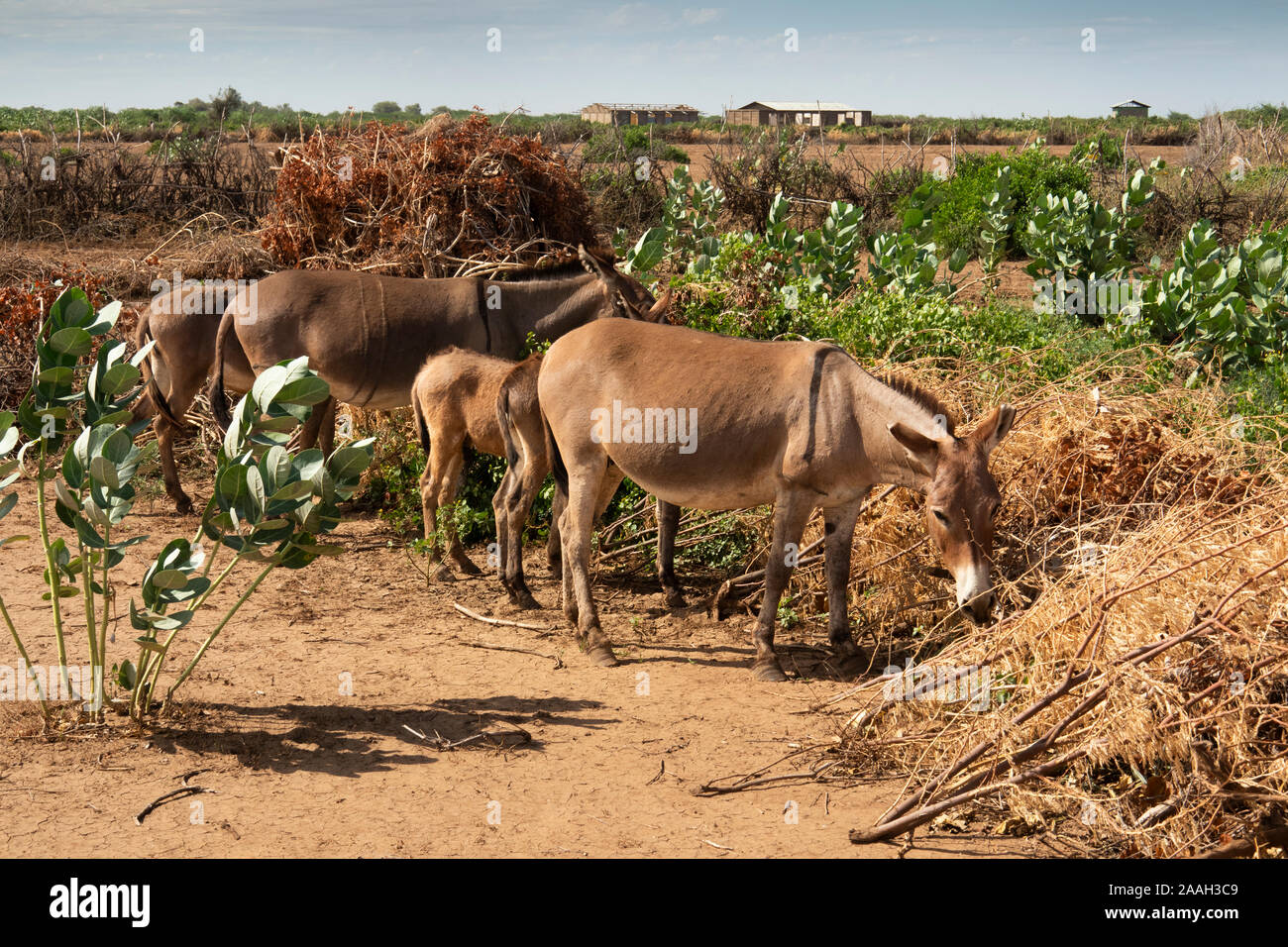 Äthiopien, South Omo, Daasanach Omorate, Dorf, Abessinier (Äthiopier) Esel, Equus asinus Stockfoto