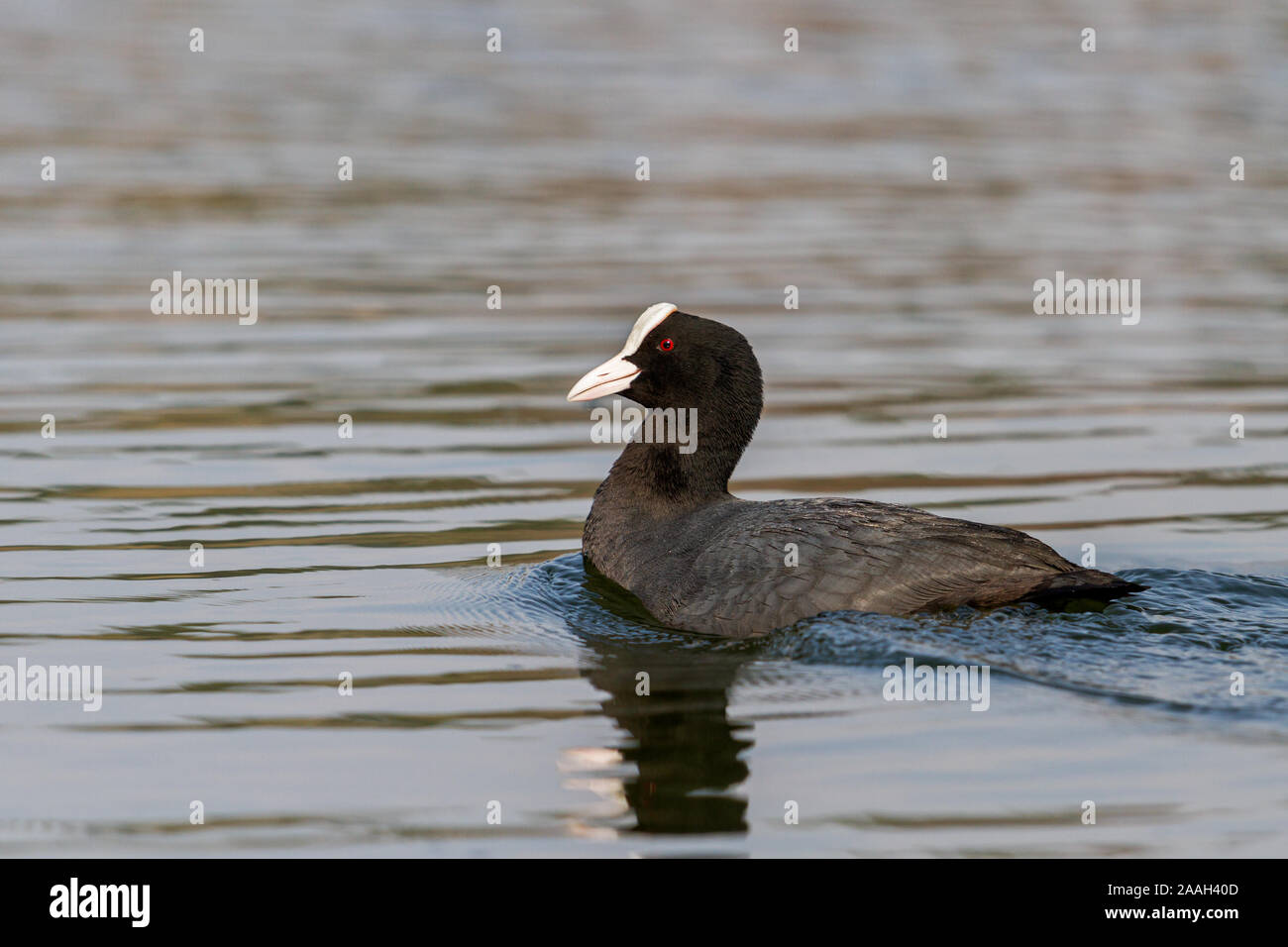 coot schwimmt stolz auf dem See Stockfoto