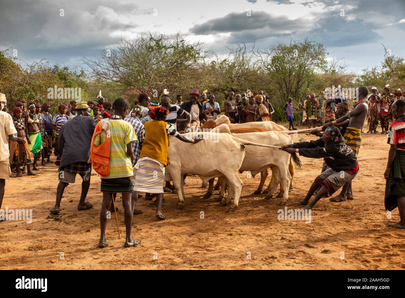 Äthiopien, South Omo, Turmi, Bull springen Zeremonie, Hamar Männer manhandling Stiere in Einklang Stockfoto