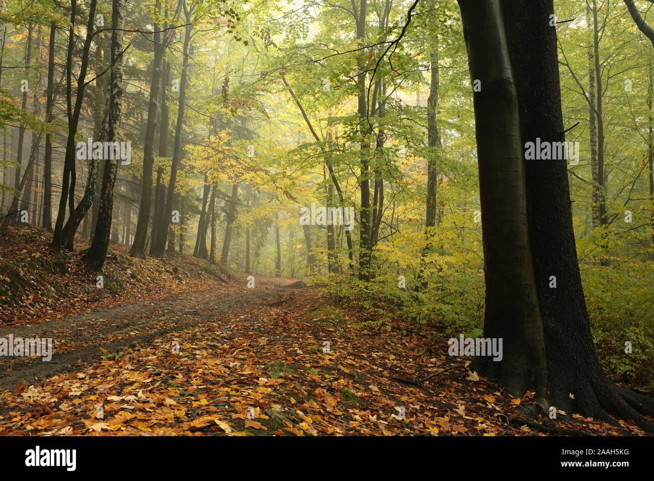 Wald Trail im nebligen Herbstwetter. Stockfoto