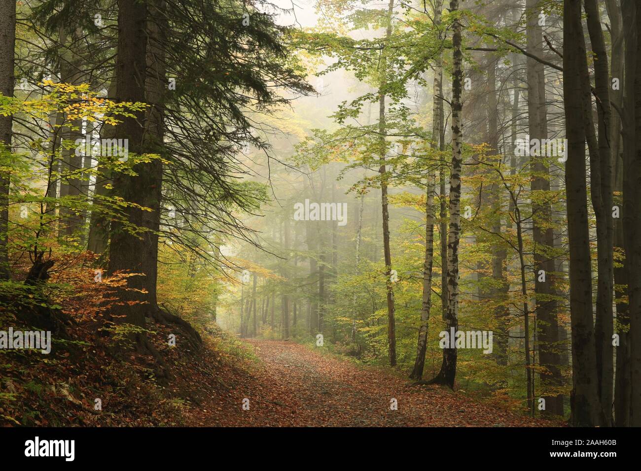 Weg durch den herbstlichen Wald an einem nebligen Morgen. Stockfoto