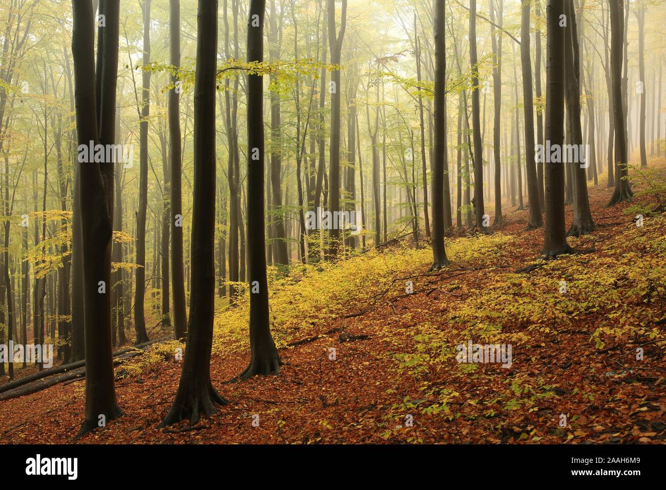 Herbst Buche Wald im Nebel. Stockfoto