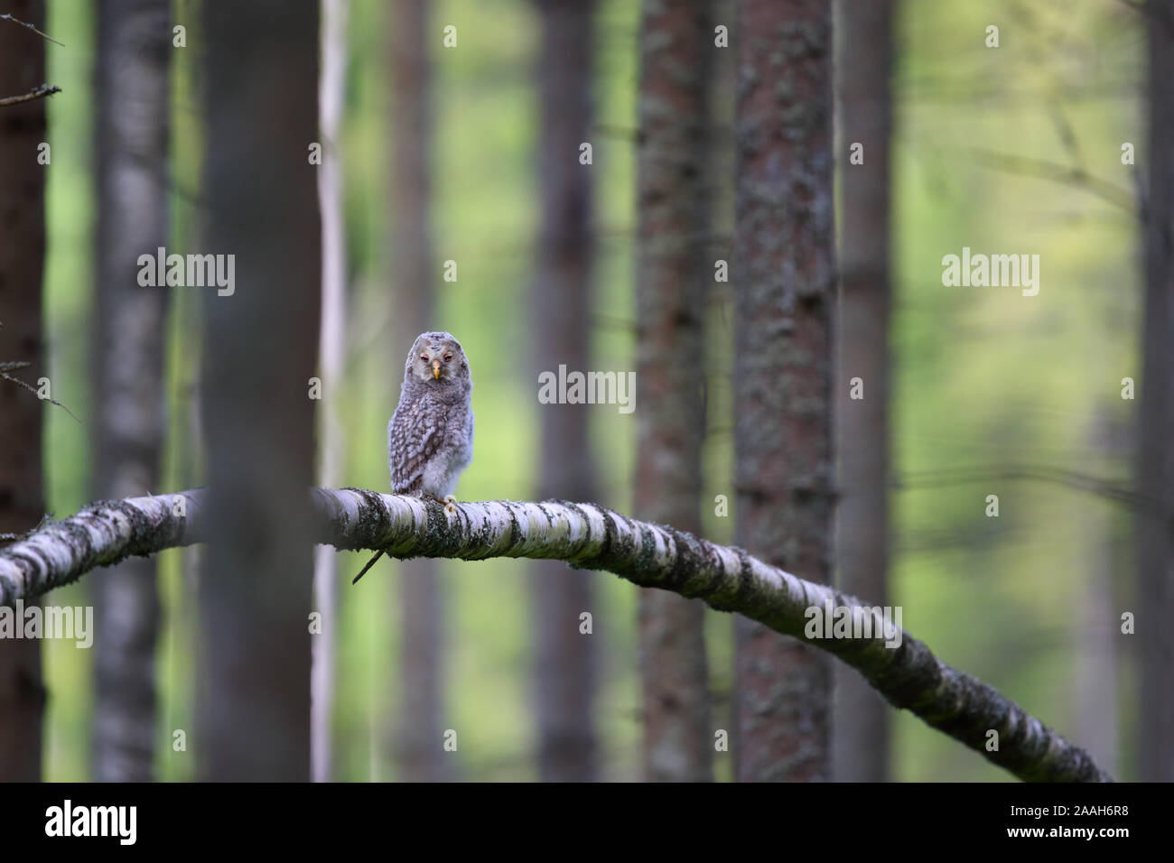 Habichtskauz (Strix uralensis) Junge außerhalb des Nestes in einem Pinienwald, Europa Stockfoto