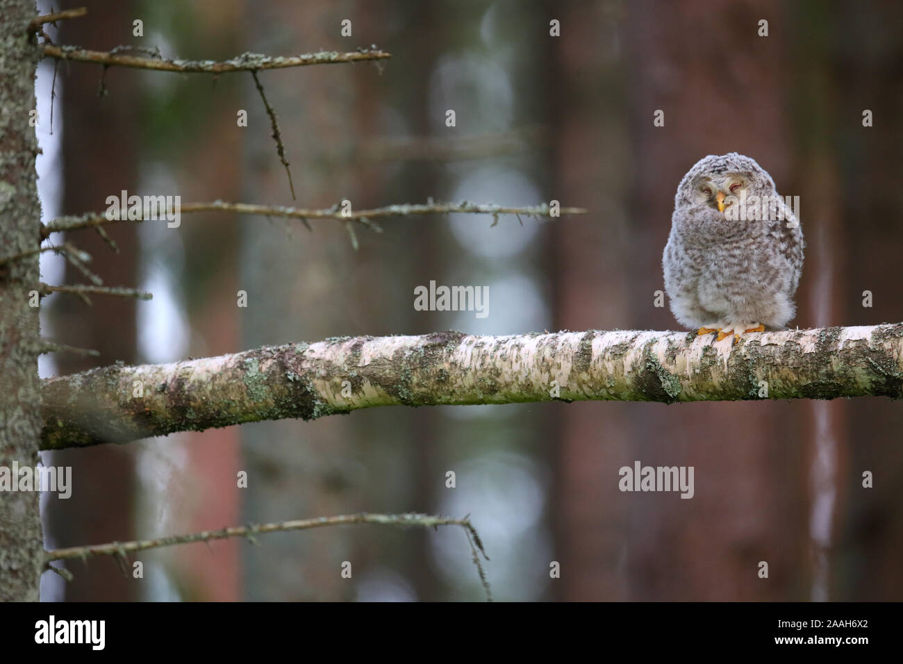 Habichtskauz (Strix uralensis) Junge außerhalb des Nestes in einem Pinienwald, Europa Stockfoto