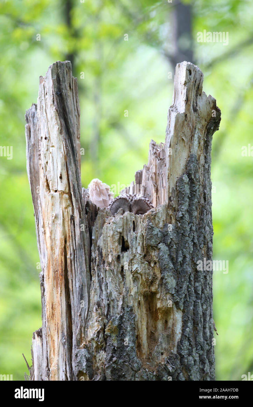 Habichtskauz (Strix uralensis) Weibchen auf dem Nest in Baumstumpf, Europa. Stockfoto
