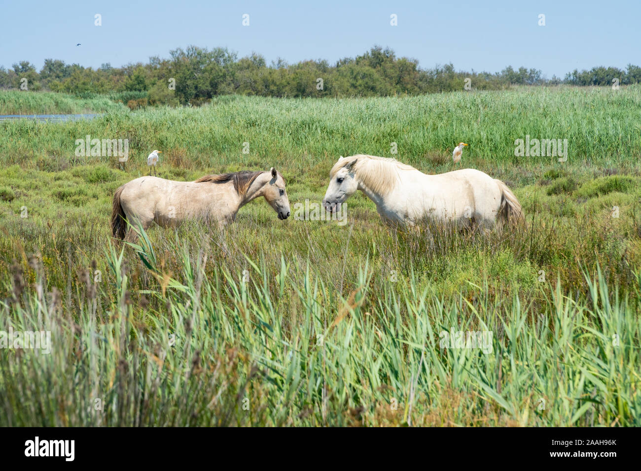 Wilde Pferde stehen in einem Feld unter dem blauen Himmel, die Vögel Standortwahl auf ihrer Rückseite Stockfoto