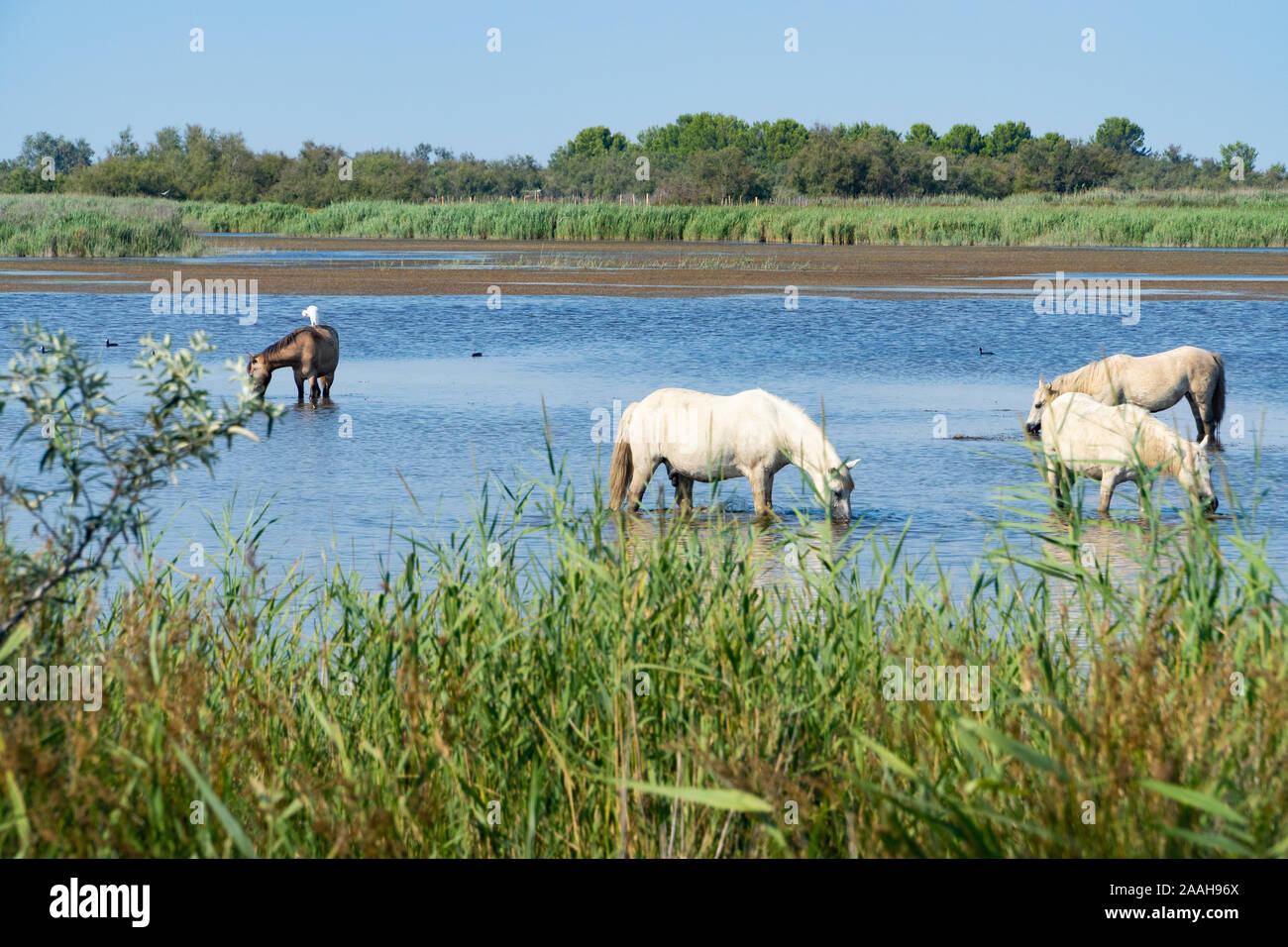 Wilde Pferde stehen in Wasser, trinken unter dem blauen Himmel Stockfoto