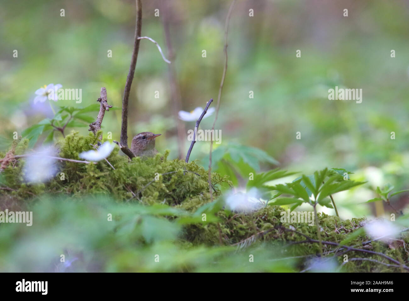 Männliche Zaunkönig (Troglodytes troglodytes) zwischen Sauerklee ist in der Brutzeit, Frühling, Europa. Stockfoto