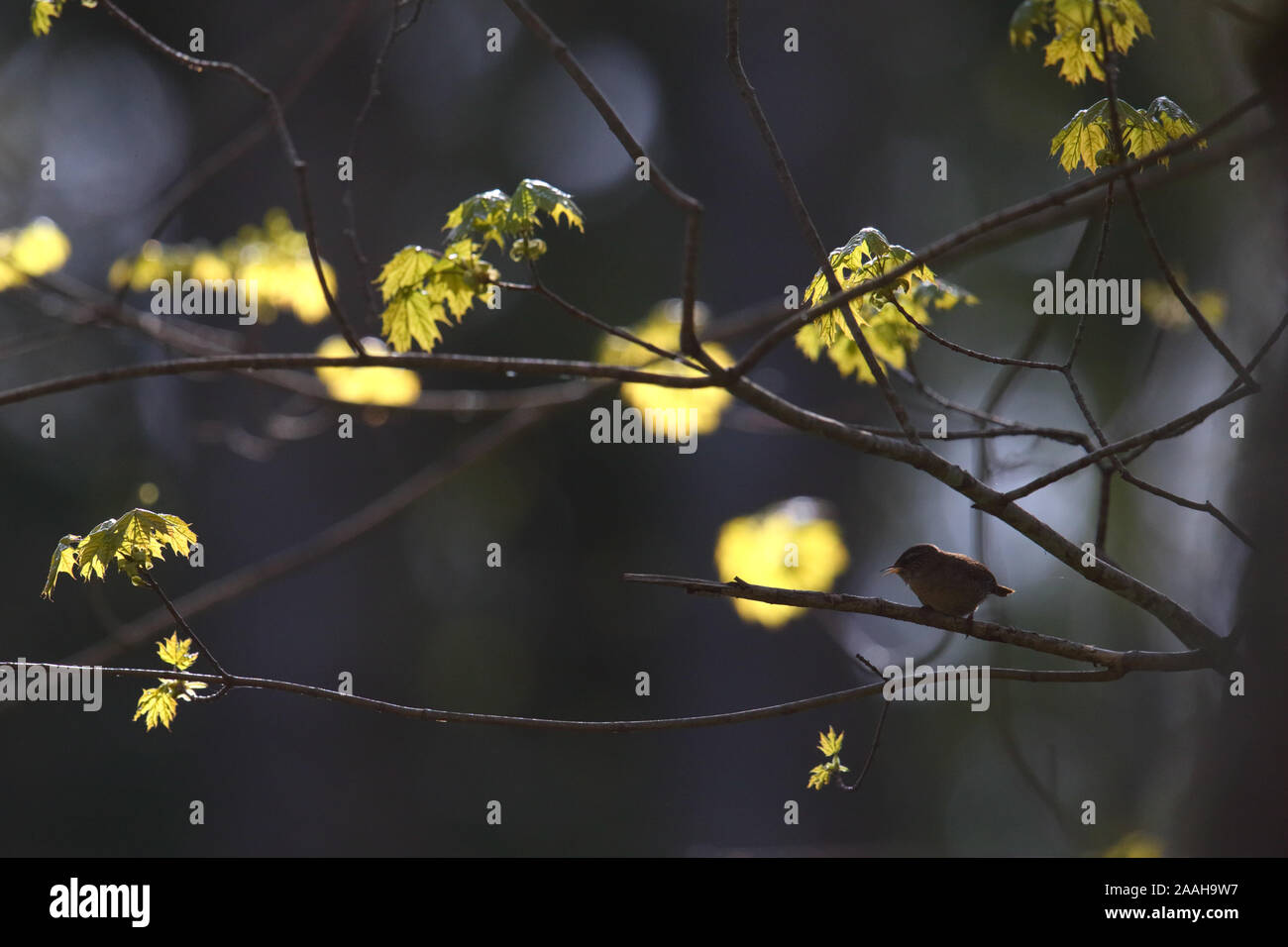 Männliche Zaunkönig (Troglodytes troglodytes) in Zucht, Frühling, Europa. Stockfoto