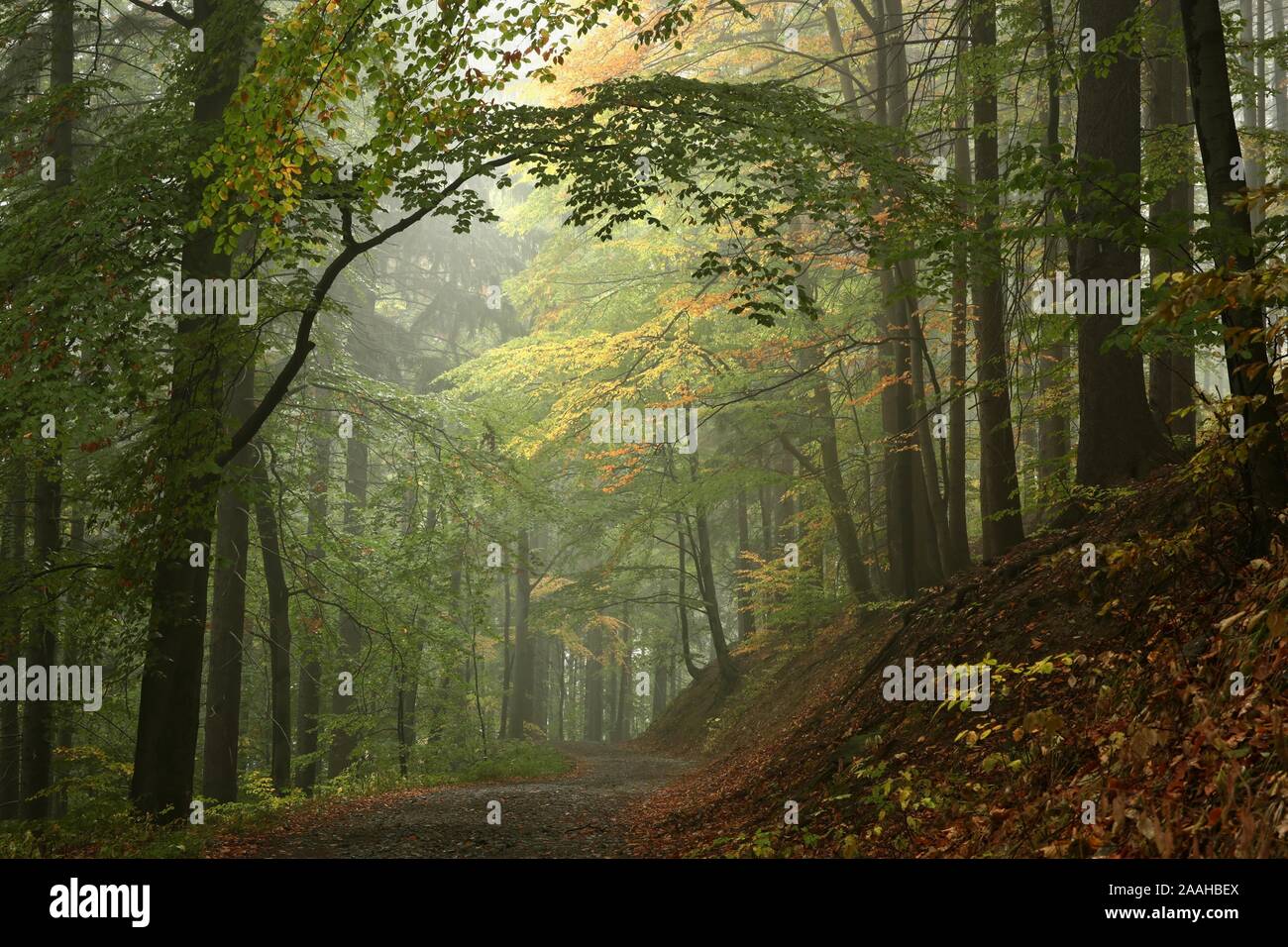 Pfad im frühen Herbst Wald an einem nebligen Wetter. Stockfoto