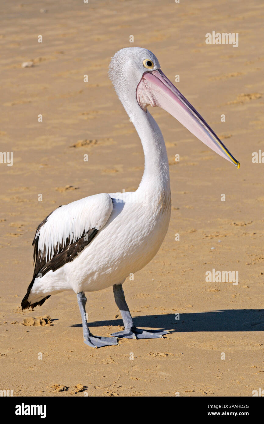 Brillenpelikan, Pelecanus conspicillatus, Queensland, Australien Stockfoto