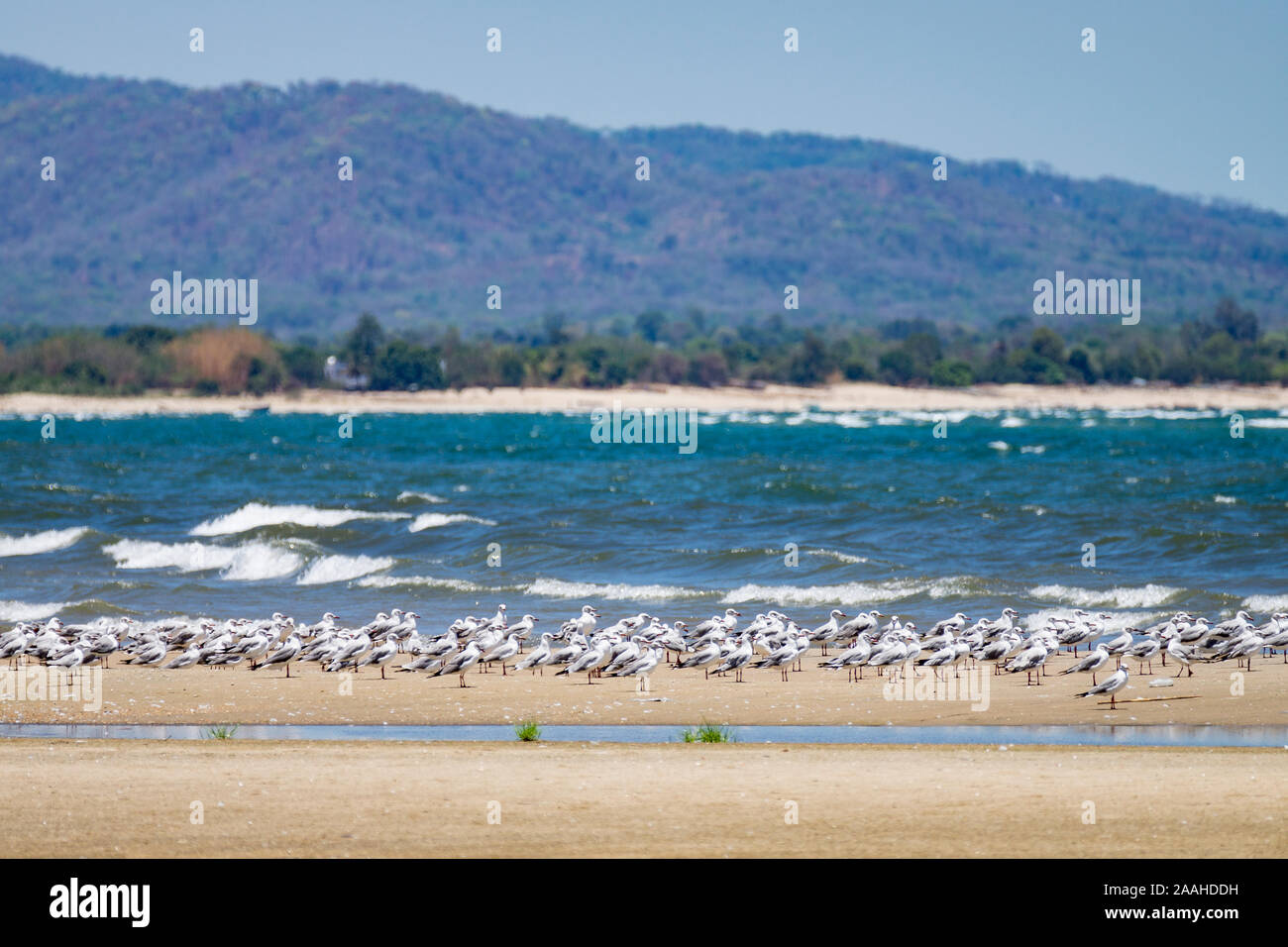 Möwen am Ufer des Lake Malawi Beflockung auf kleine Fische zu füttern. Stockfoto