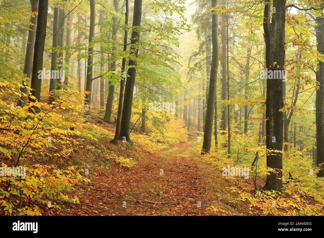 Herbst Buche Wald im nebligen Wetter. Stockfoto