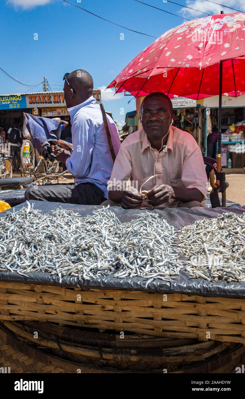 Ein Fisch Verkäufer in Mzuzu Markt hört Musik über Kopfhörer, während Manning seinem Stall Stockfoto