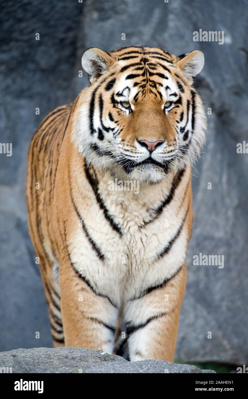 Amurtiger Panthera tigris altaica Portrait Stockfoto