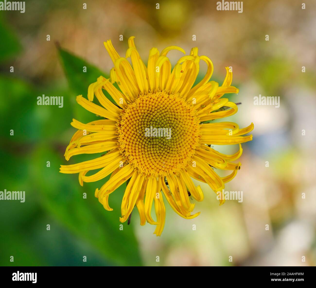 Blume der Zwerg (oxeye Xerolekia speciosissima), Alpine Region, Norditalien, Deutschland Stockfoto