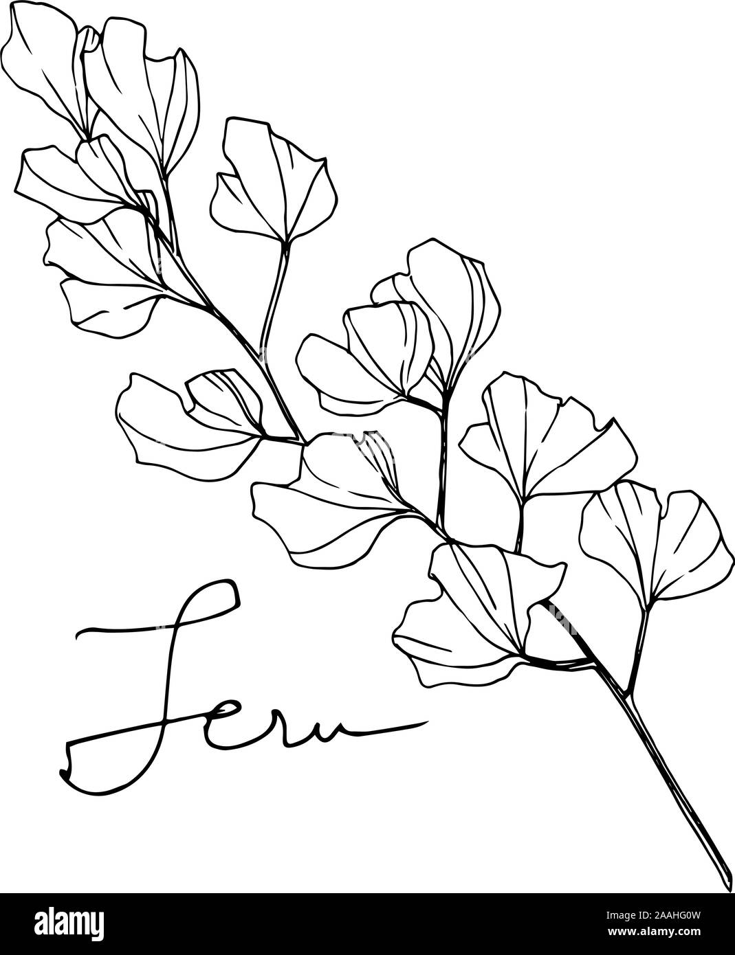 Vektor Farn Blatt. Blatt Pflanze botanische Laub. Schwarz und weiß eingraviert Tinte Art isoliert fern Abbildung Element. Stock Vektor