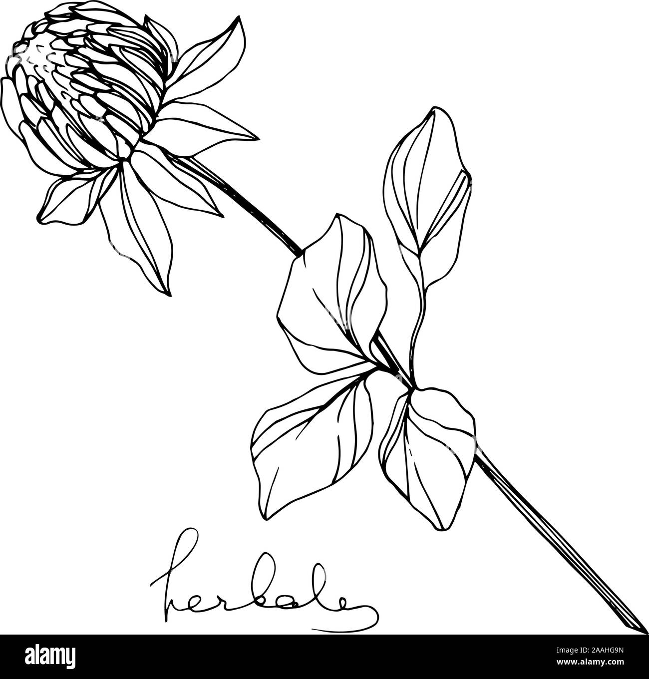 Vektor Pflanzliche floral Laub. Schwarz und weiß eingraviert Tinte Art isoliert pflanzliche Abbildung Element. Stock Vektor