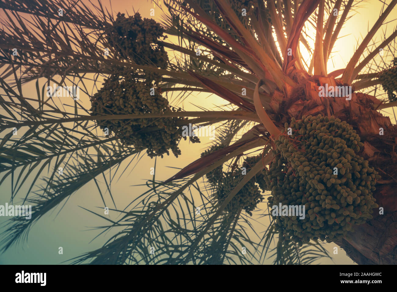 Grüne Termine auf eine Palme, Nahaufnahme Foto mit selektiven Fokus und tonalen Filter Korrektur Stockfoto