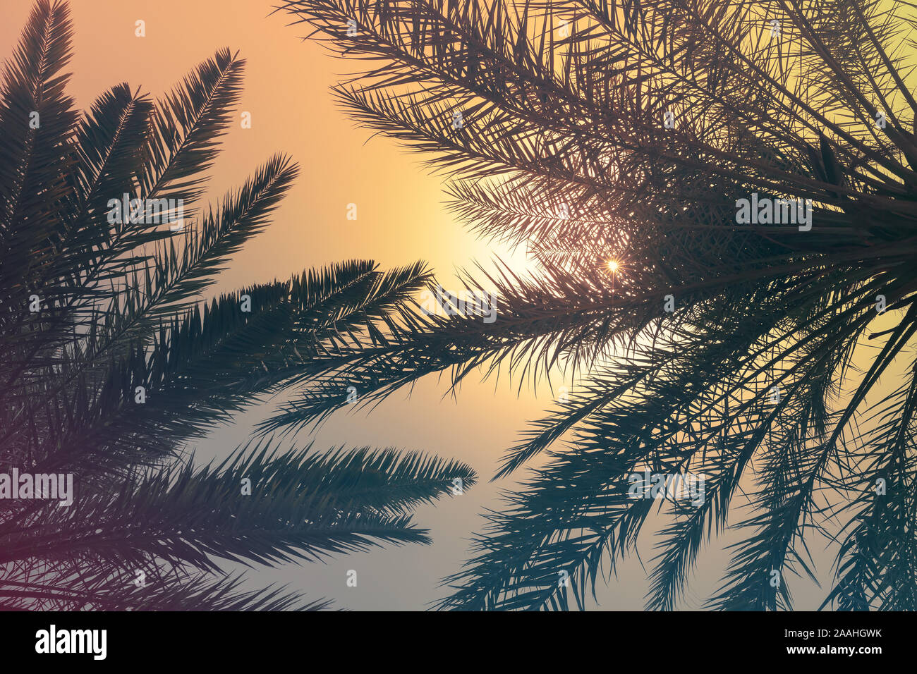 Palmenblättern unter tropischem Himmel, natürlichen Hintergrund Foto. Vintage Style mit Retro getönten Filterwirkung Stockfoto