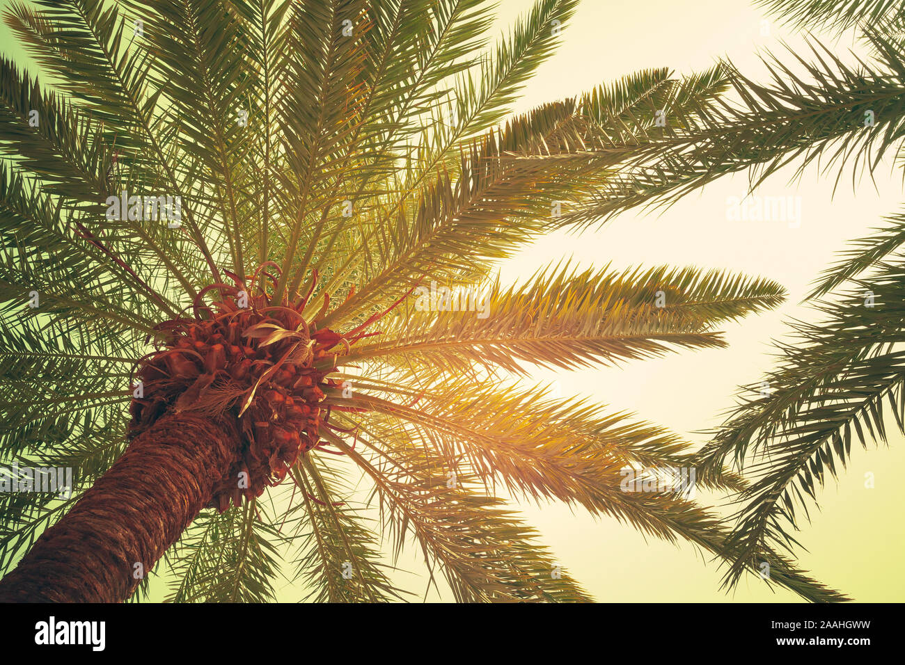 Palmenblättern, tropische Natur Hintergrund Foto. Vintage Style mit Retro getönten Filterwirkung Stockfoto