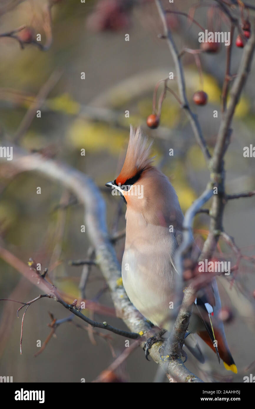 Waxwing (Bombycilla garrulus) Fütterung. Europa Stockfoto